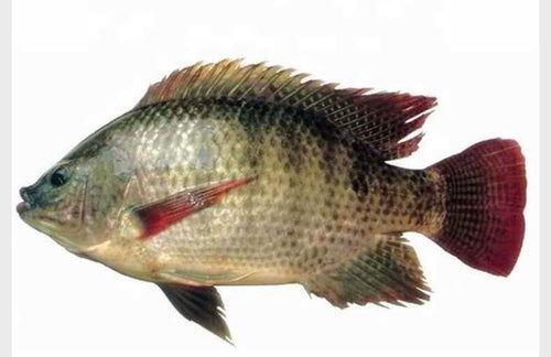 Whole Tilapia