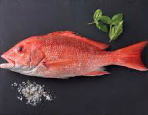 Red Snapper